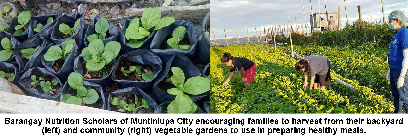 Barangay Nutrition Scholars of Muntinlupa City encouraging families to harvest from their backyard (left) and community (right) vegetable gardens to use in preparing healthy meals.