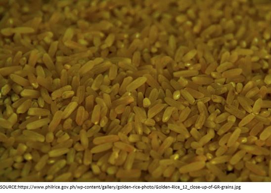 Golden rice Philrice