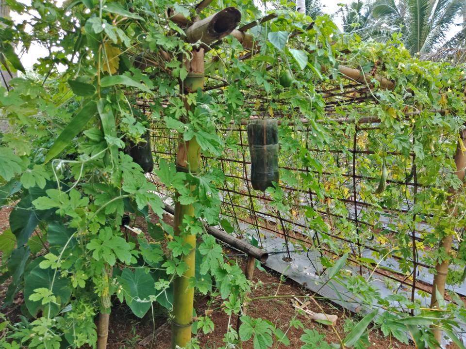 home gardening