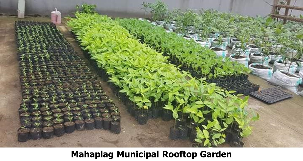 mahaplag rooftop garden 2